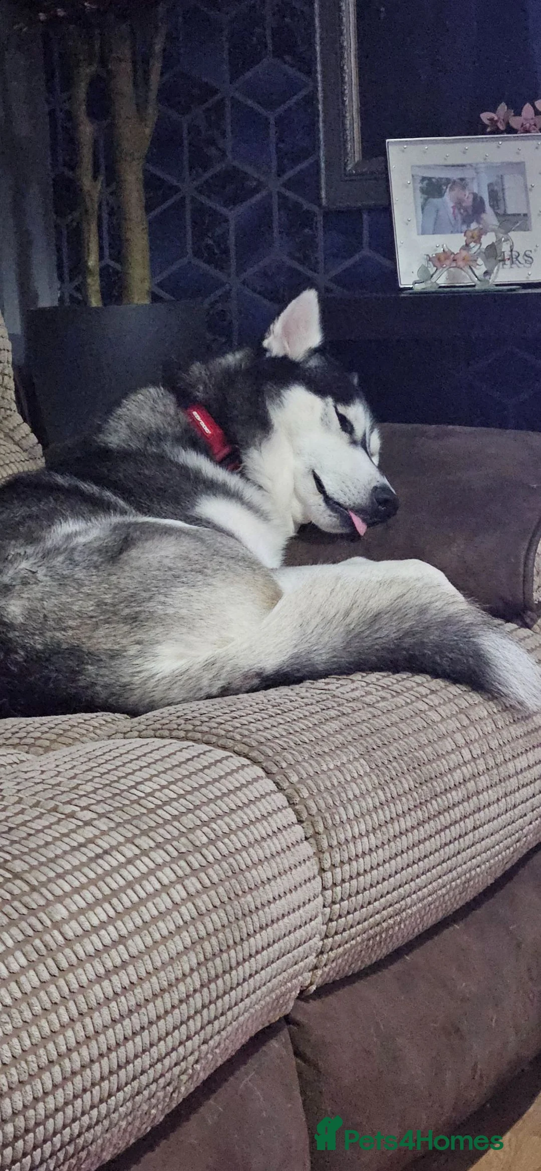 Siberian Husky dogs for sale: 3 year old Siberian Husky for sale - Advert 5