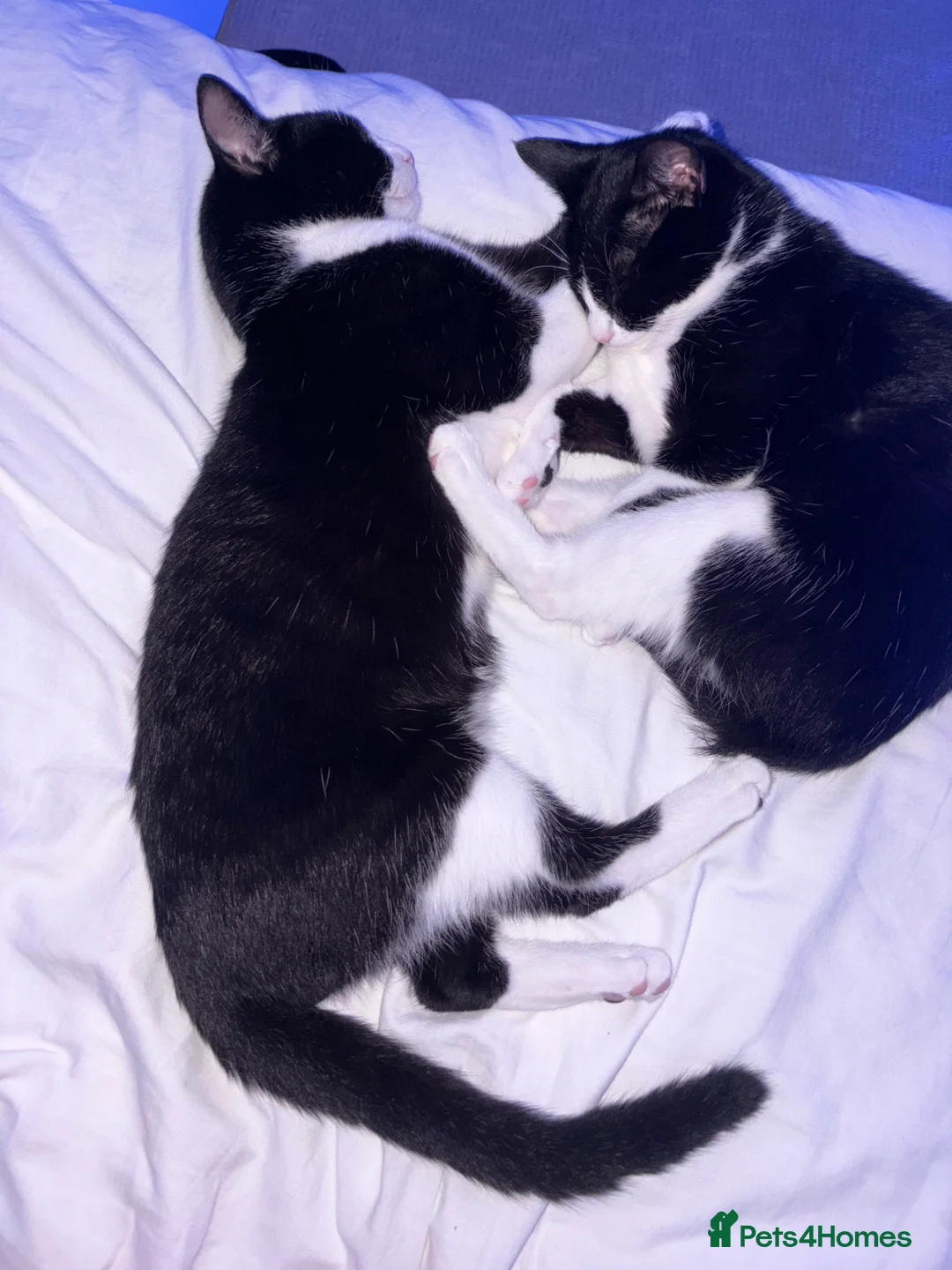 British Shorthair cats for sale: 2 1 year old cats  - Advert 2