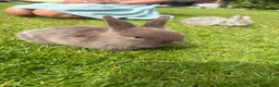 Mini Lop rabbits for sale: Mini Holland lops  in Warrington - Advert 2