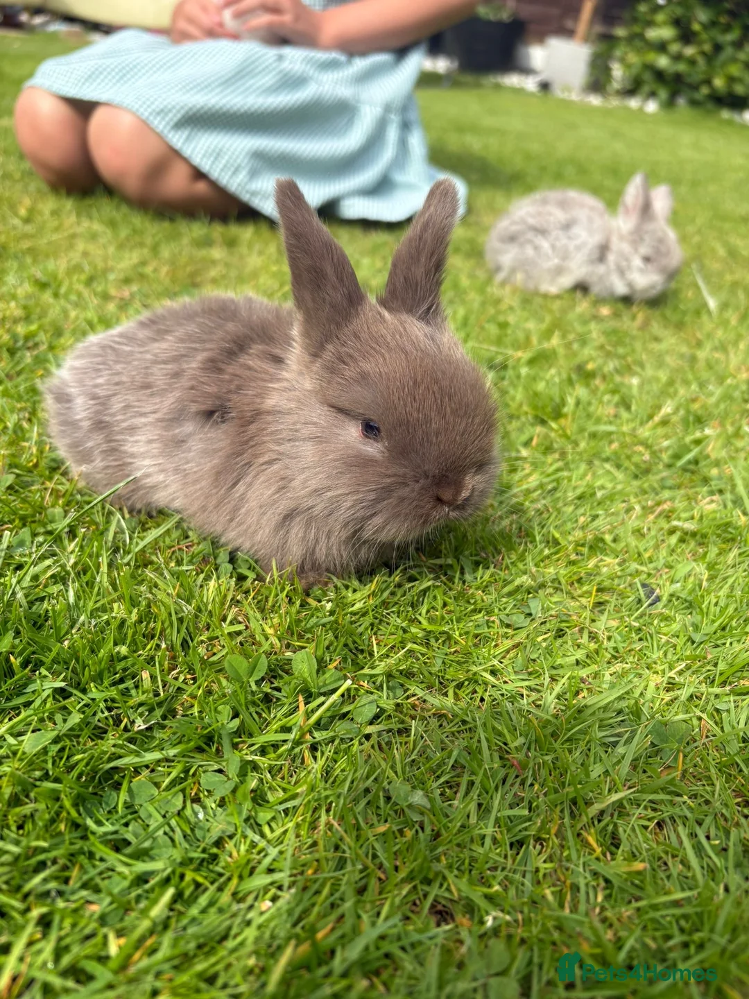 Mini Lop rabbits for sale: Mini Holland lops  in Warrington - Advert 2