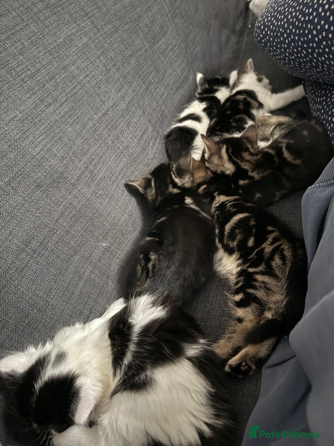 Mixed Breed cats for sale: Litter of kittens  - Image 2