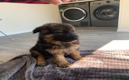 German Shepherd dogs for sale: German shepherd  - Image 4