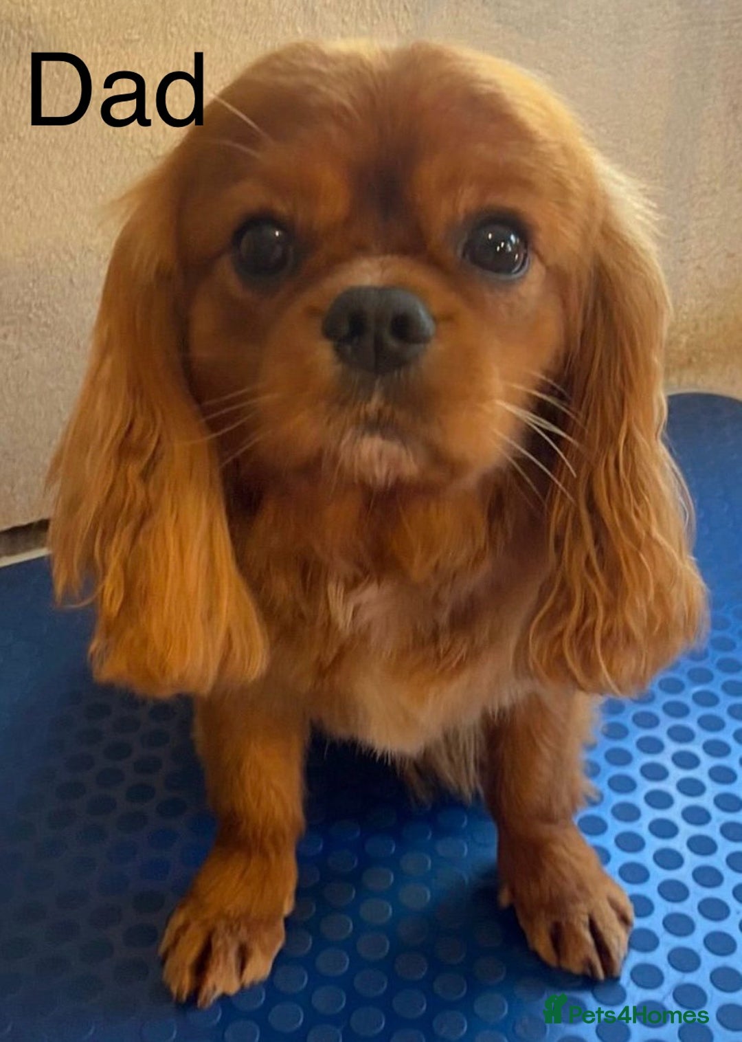 Cavalier King Charles Spaniel dogs for sale: Beautiful Ruby boys - Image 14