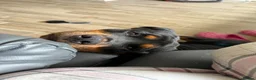 Rottweiler dogs for sale: Lovely Bubbly Rottie for sale  - Advert 11