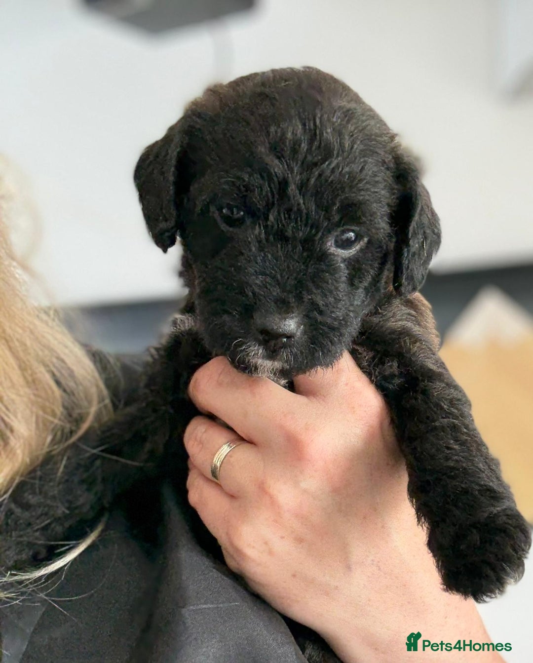 Mixed Breed dogs for sale: Jack Russel x Cockapoo Puppies - Image 14