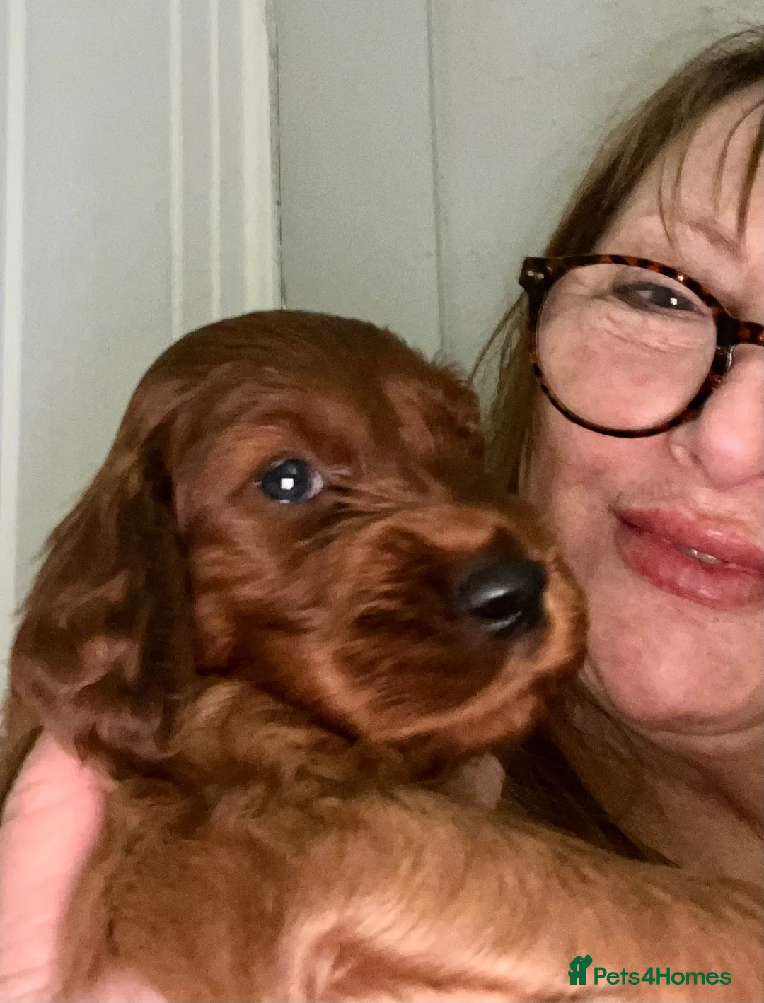 Irish Setter dogs for sale: Quality Irish setter puppies KC Registered - Advert 9