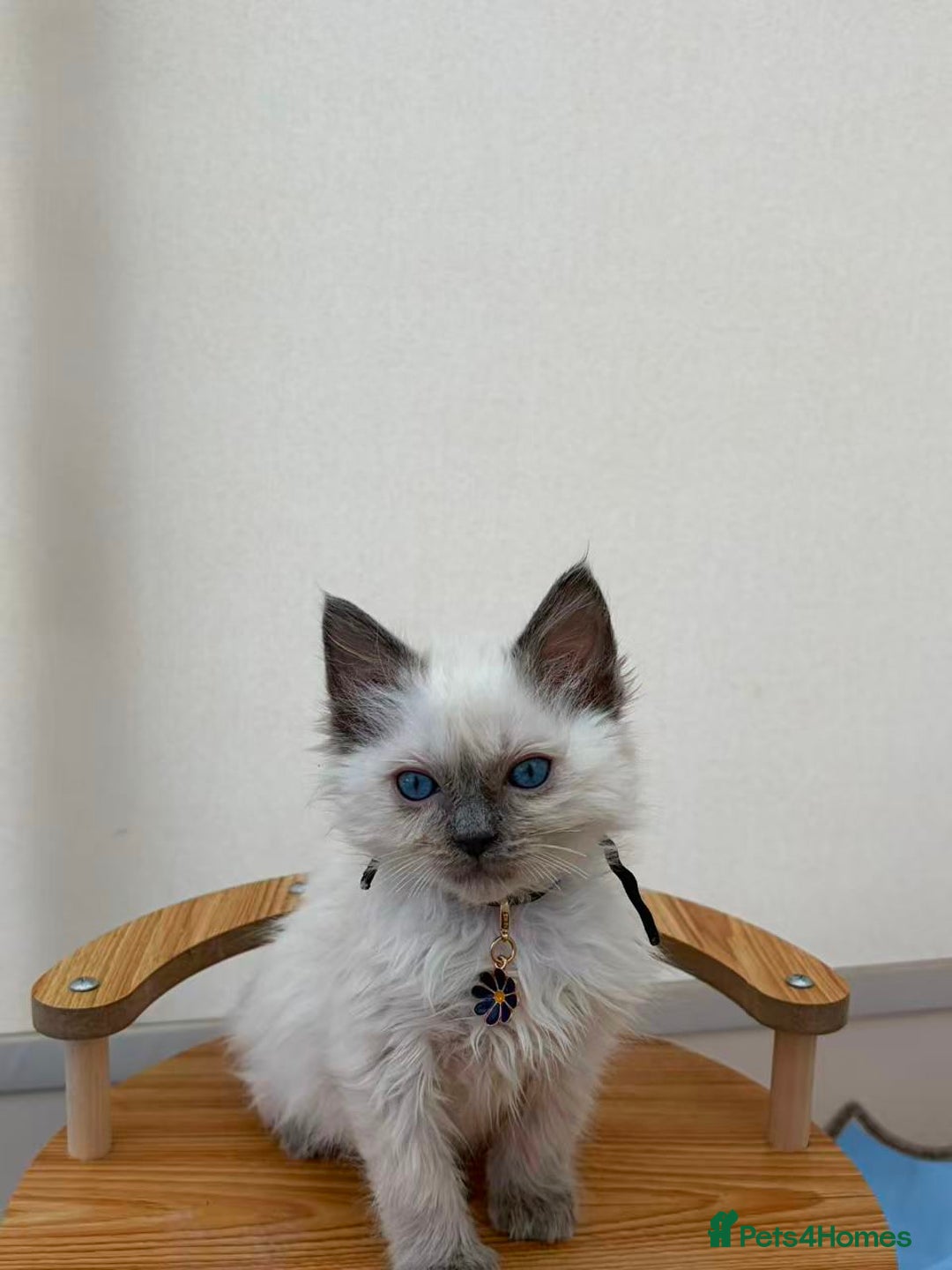 Ragdoll cats for sale: 8 purebred Ragdoll cats - Advert 23