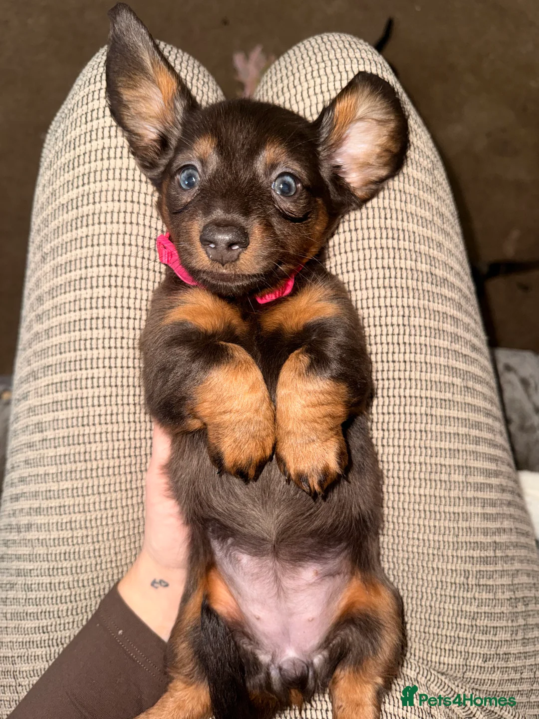 Dachshund dogs for sale: Long haired dachshund - Advert 2