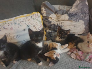 Mixed Breed cats for sale - Advert 1