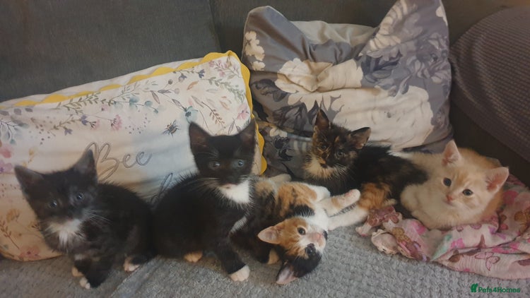 Mixed Breed cats - Advert 1