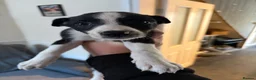 Mixed Breed dogs for sale: Border Collie / Whippet puppies  - Advert 3