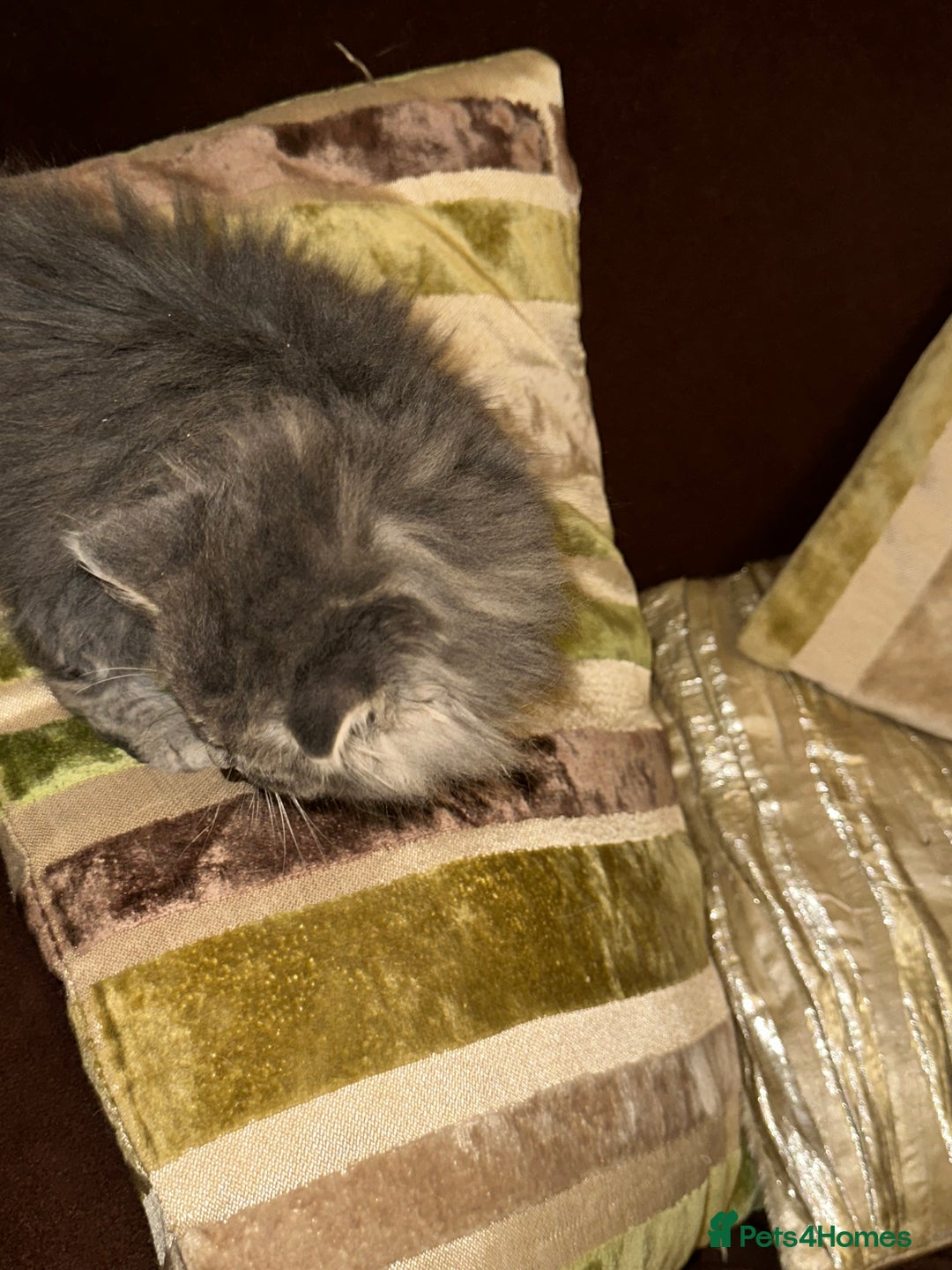 Mixed Breed cats for sale: Stunning fluffy grey boy - Advert 7