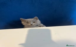 British Shorthair cats for sale: Beautiful  lilac and blue kittens 2 boys 1 girl - Image 32