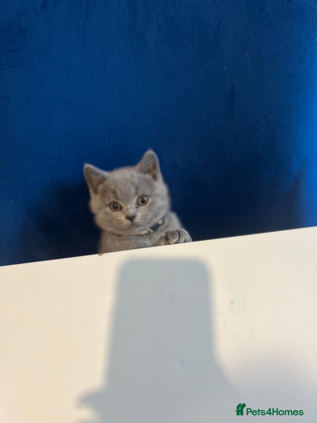 British Shorthair cats for sale: Beautiful  lilac and blue kittens 2 boys 1 girl - Image 32