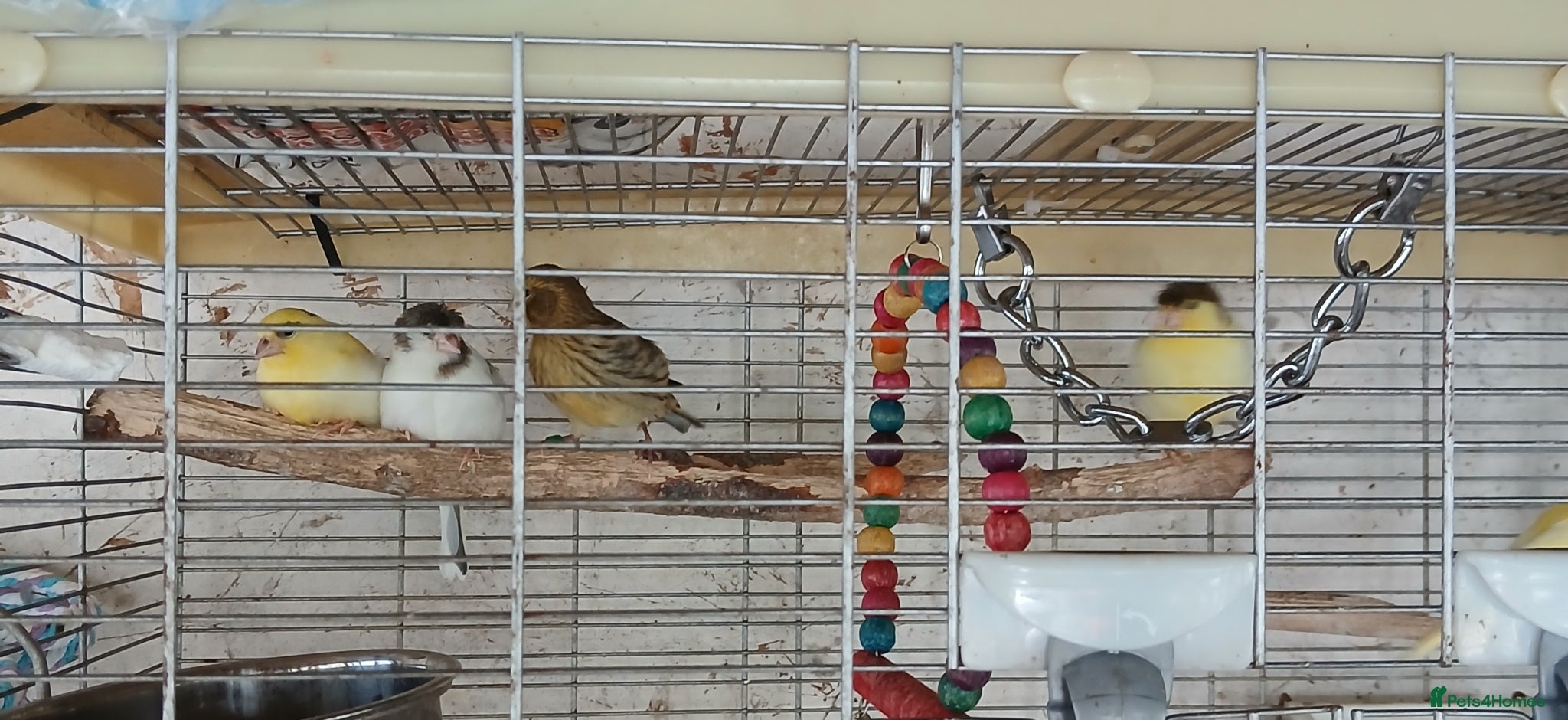 Canaries birds for sale: Canaries mixed Canaries  - Advert 4