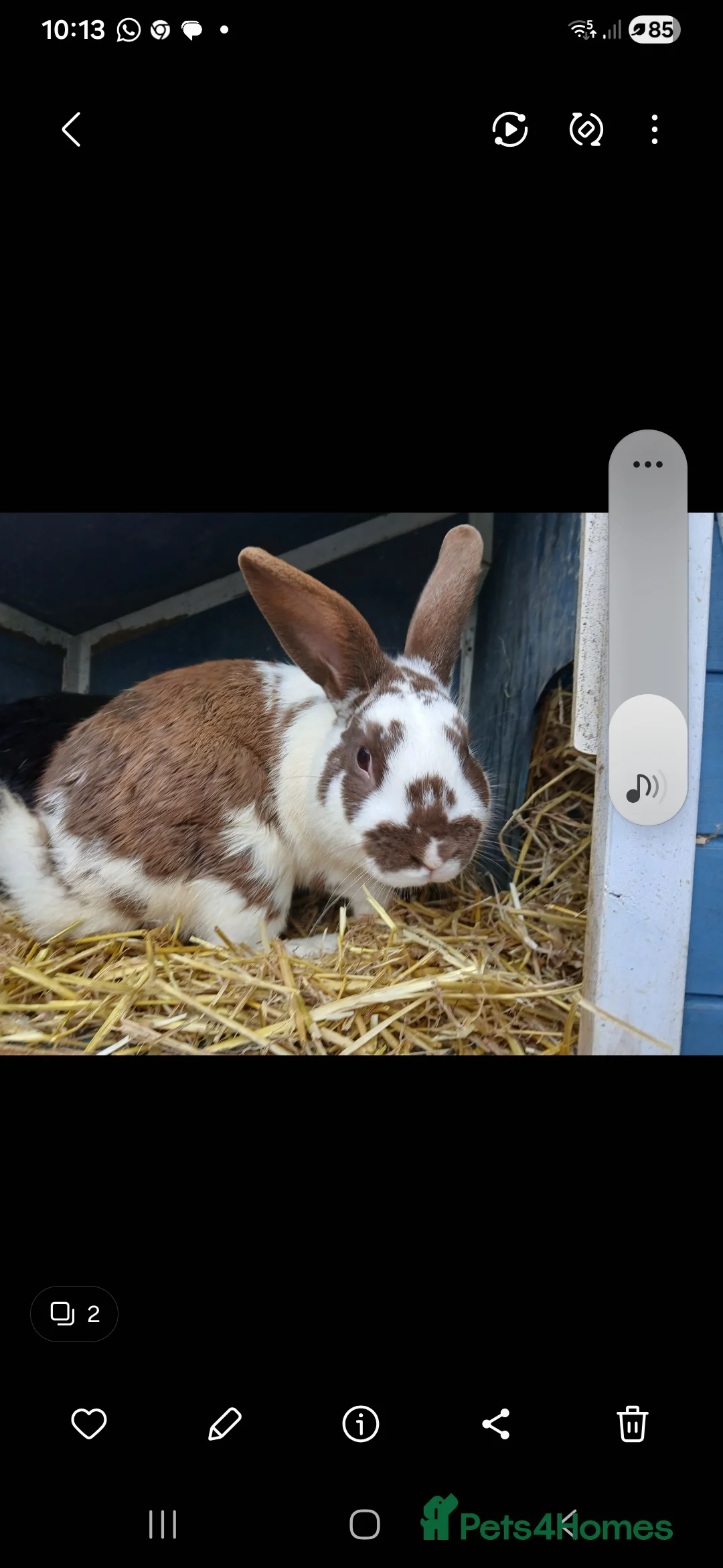 Mini Lop rabbits for sale: 2 male rabbits - Advert 6