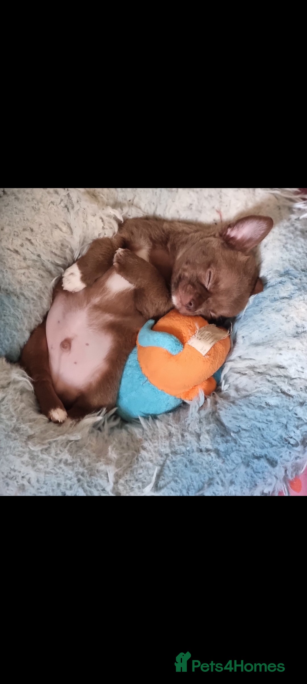 Chihuahua dogs for sale: Exquisite Chihuahua puppies - Image 6