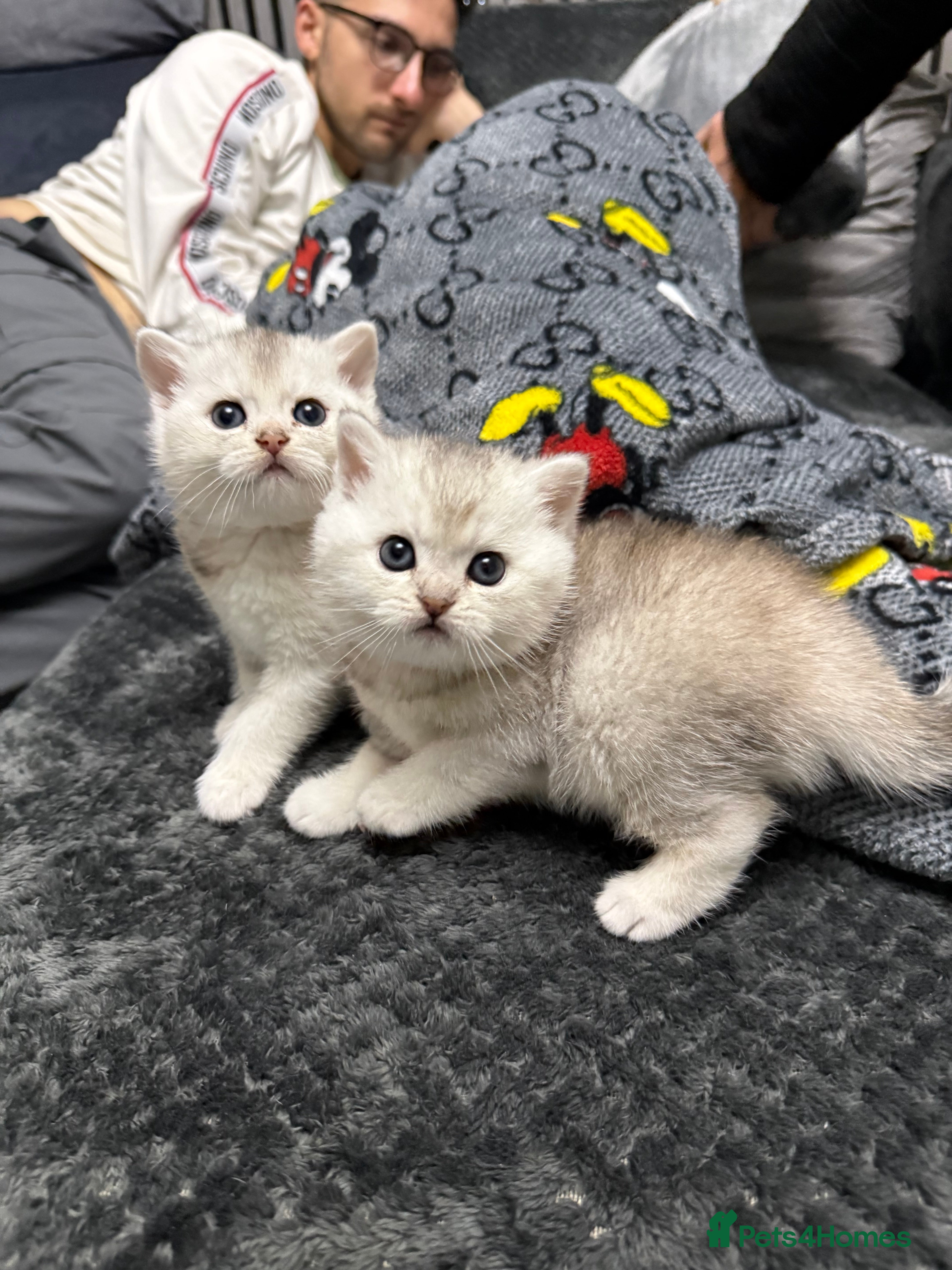 British Shorthair cats British shorthair silver tipped - Advert 17