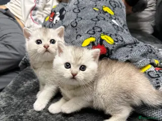 British Shorthair cats British shorthair silver tipped - Advert 17