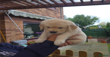 Golden Retriever dogs - Advert 4