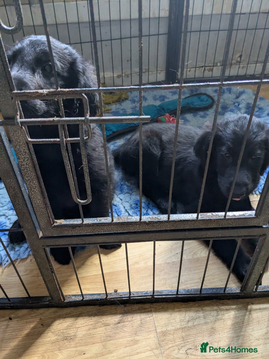 Flat coated Retriever dogs for sale: Flatcoated Retriever puppies  - Image 11