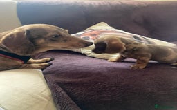 Dachshund dogs for sale: 3 male 2 female dashound puppies ready to go. - Image 14