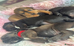 Mixed Breed dogs for sale: Gorgeous Patterdale x cocker spaniel  - Image 5