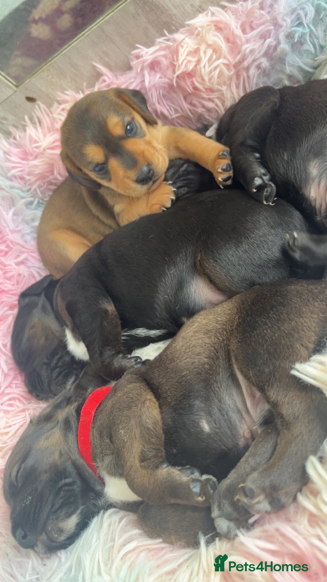 Mixed Breed dogs for sale: Gorgeous Patterdale x cocker spaniel  - Image 5