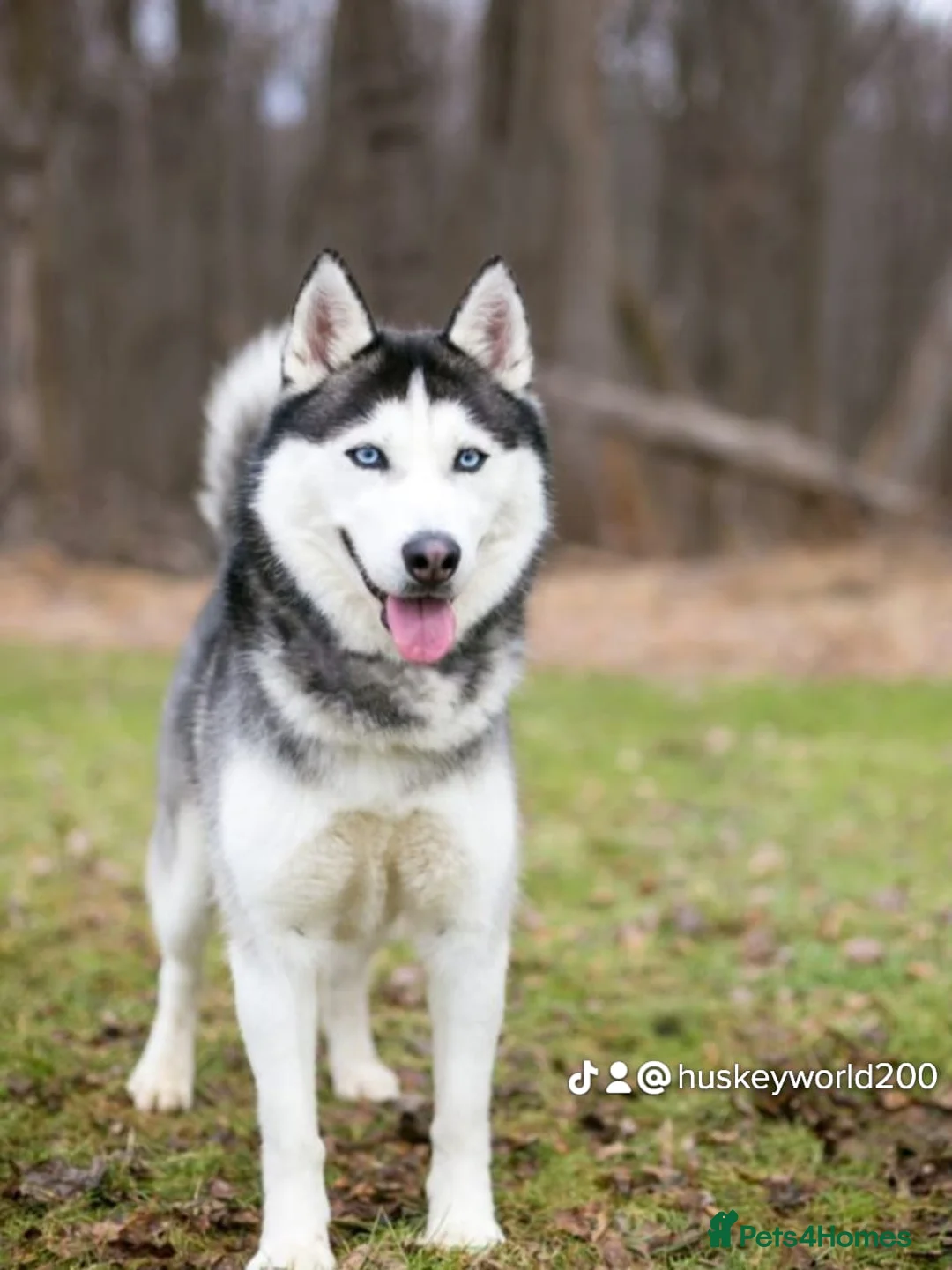 Siberian Husky dogs for stud: BLUE EYED HUSKY FOR STUD in Doncaster - Advert 2