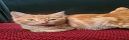 Mixed Breed cats for sale: Ginger kittens for sale  in Dartford - Advert 10