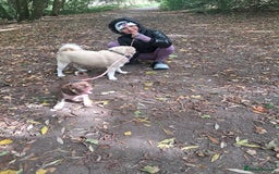 Pug dogs for sale: Chocolate and tan 6 month old female 💗 - Image 12