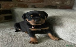 Rottweiler dogs for sale: Beautiful Rottweiler puppies  - Image 1