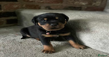 Rottweiler dogs - Advert 7