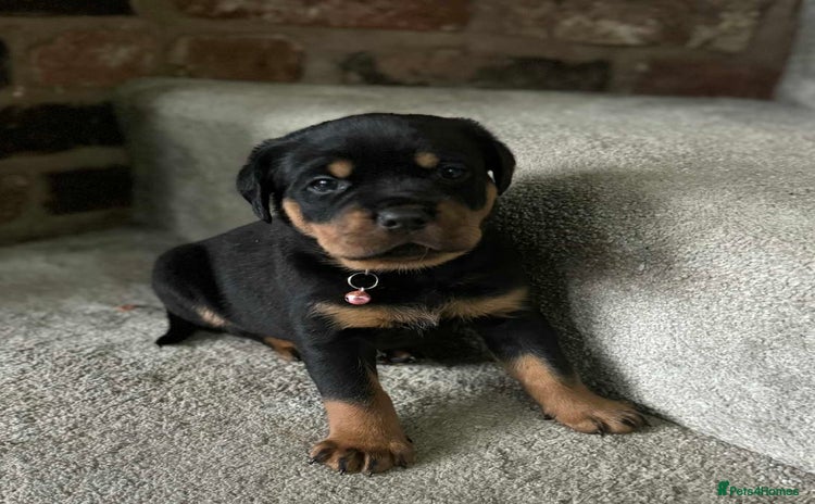 Rottweiler dogs - Advert 3