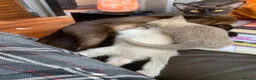 Burmese cats for sale: Beautiful Female Burmese Kittens  in Swindon - Advert 3