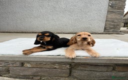 Cocker Spaniel dogs for sale: KC Health tested show type cocker spaniel puppies - Image 25