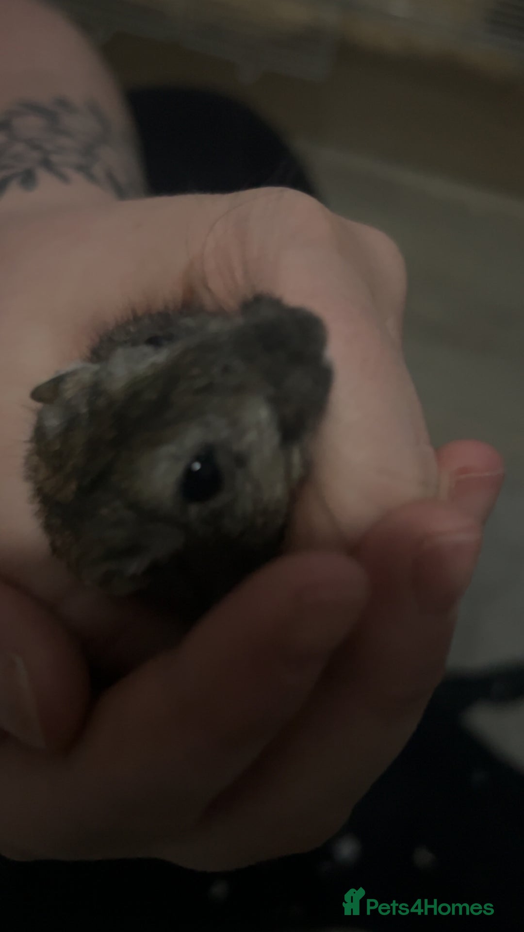 Gerbil rodents for sale: X2 female gerbils  - Advert 5