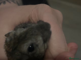 Gerbil rodents X2 female gerbils - Advert 2