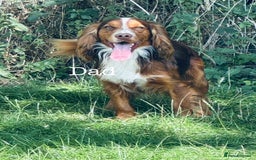 Cocker Spaniel dogs for sale: Sprocker Spaniel puppies  - Advert 3