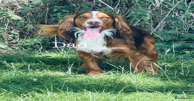 Cocker Spaniel dogs Sprocker Spaniel puppies  - Advert 8