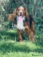 Cocker Spaniel dogs Sprocker Spaniel puppies - Advert 1