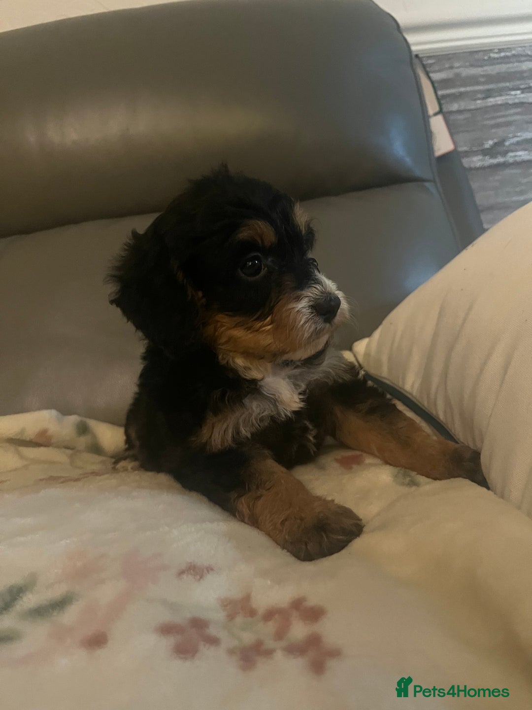 Cockapoo dogs for sale: 5 beautiful F1 cockerpoos  - Image 17