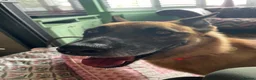 Mixed Breed dogs for adoption: Majestic Zorro 4 years old  in Stockport - Advert 9