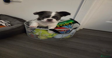 French Bulldog dogs - Advert 9