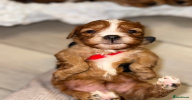 Cavapoo dogs - Advert 16