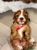 Cavapoo dogs - Advert 2