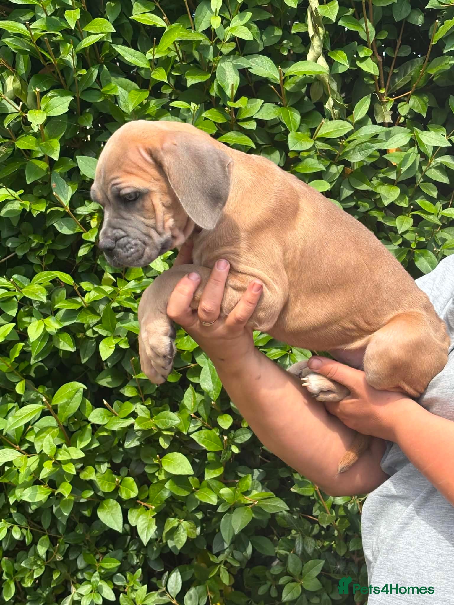Cane Corso dogs Now ready to leave!🥰 - Advert 1