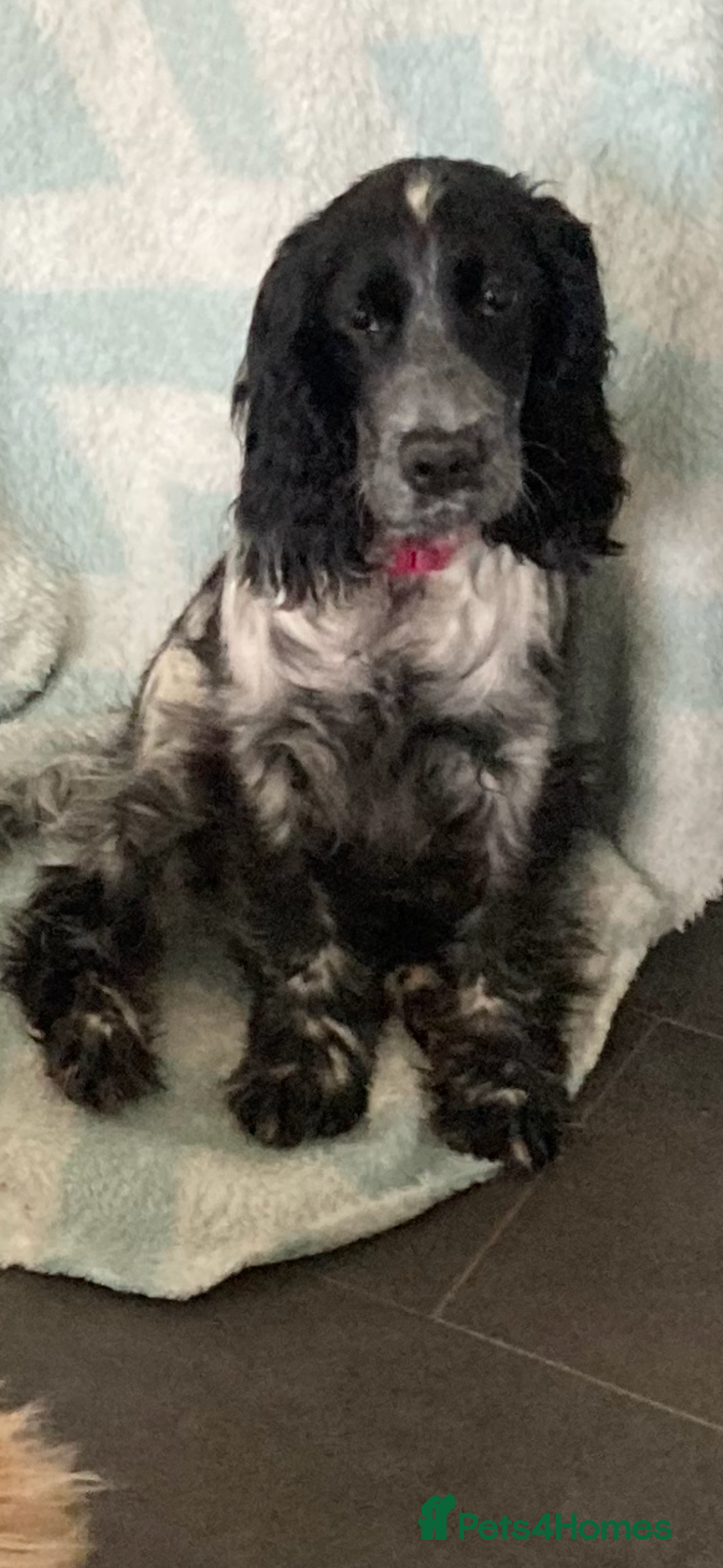 Cocker Spaniel dogs Beautiful show cocker springer spaniel  - Advert 1