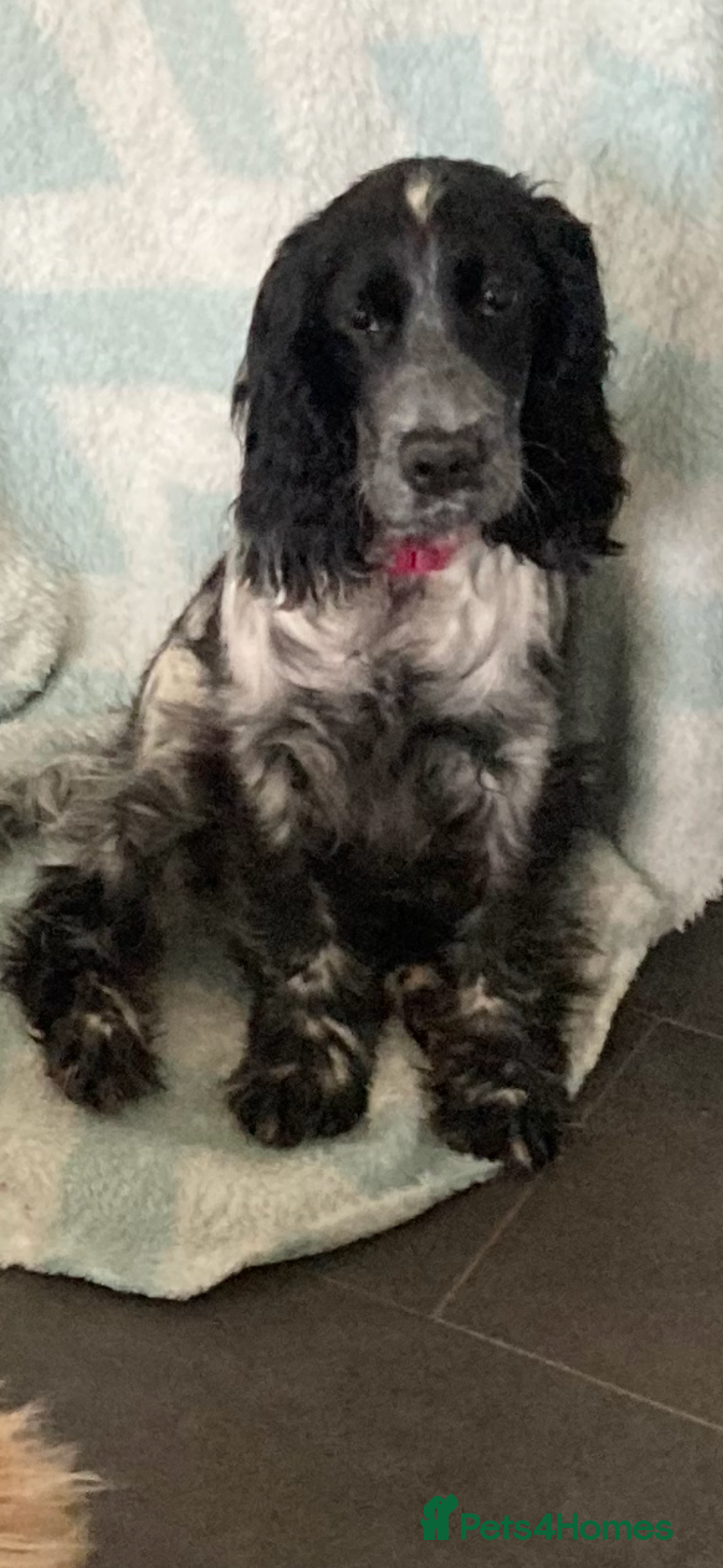 Cocker Spaniel dogs for sale: Beautiful show cocker springer spaniel  - Advert 1