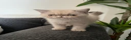 Persian cats for sale: LAST BOY - Persian x Exotic Blue Point Kittens 🌟 - Advert 9